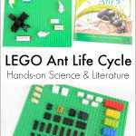 LEGO Ant Life Cycle Activity