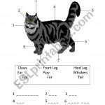 Cat Body Parts Worksheet