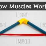 How Muscles Work Science Demonstration