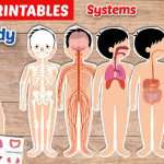 Human Body Systems Printables