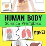 Human Body Organs Printables